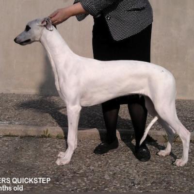 Quickstep 5 Months Old N1