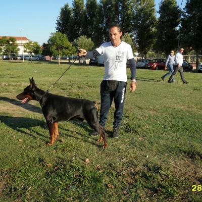 Sam 5459