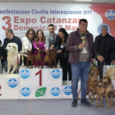 17 Gruppi Allevamento
