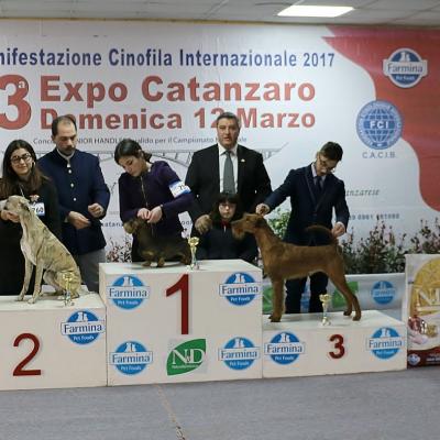 3 Junior Handler 12 18