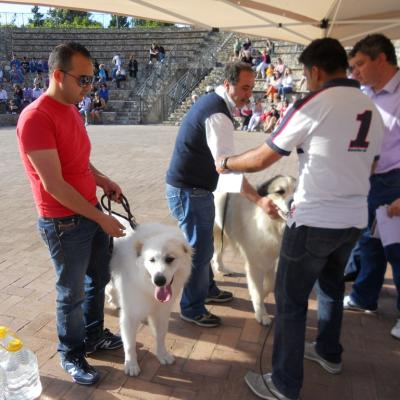 Gruppo Cinofilo We4zampe 2012.7