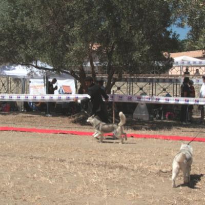 Gruppo Cinofilo Expo 2012 006