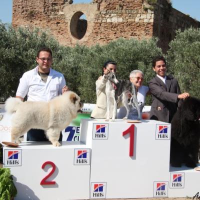 Gruppo Cinofilo Expo 2012 043