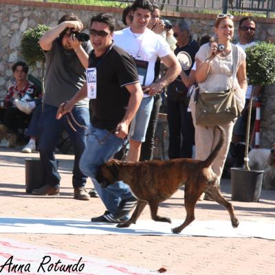 Gruppo Cinofilo Expo 2012 048