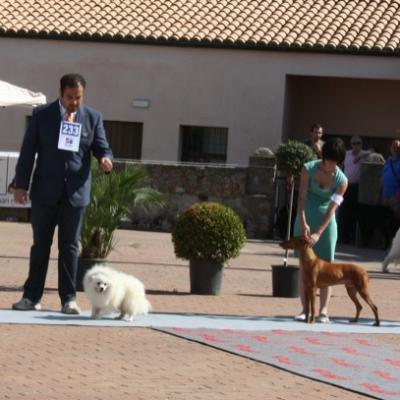 Gruppo Cinofilo Expo 2012 052