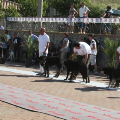 Gruppo Cinofilo Expo 2012 057