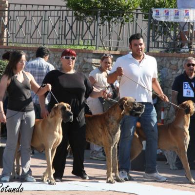 Gruppo Cinofilo Expo 2012 062