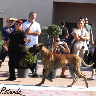 Gruppo Cinofilo Expo 2012 072