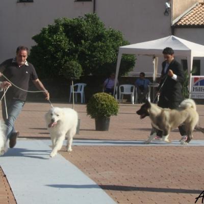 Gruppo Cinofilo Expo 2012 083